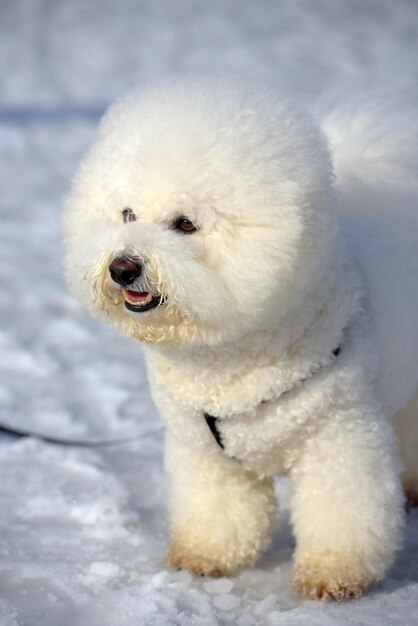 写真 雪の中の犬のクローズアップ