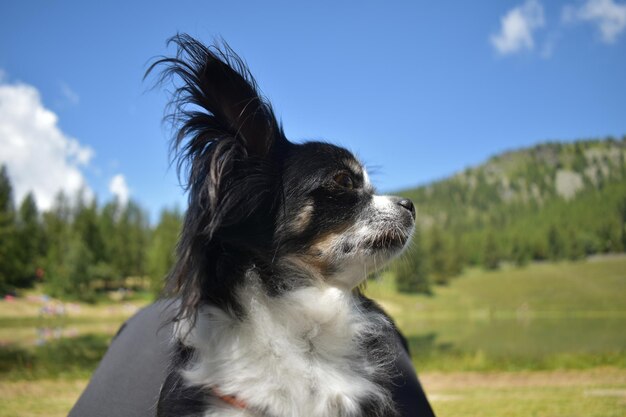 Фото Клоуз-ап собаки, отворачивающейся на поле на фоне неба