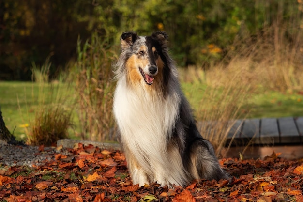 写真 秋に畑に座って遠くを見ている犬のクローズアップ