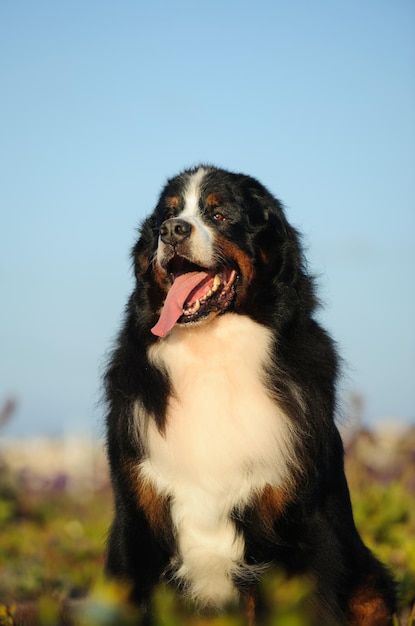 写真 フィールドに立っている犬のクローズアップ