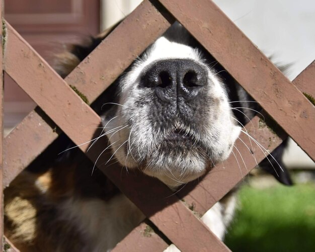 写真 遠くを見回す犬のクローズアップ