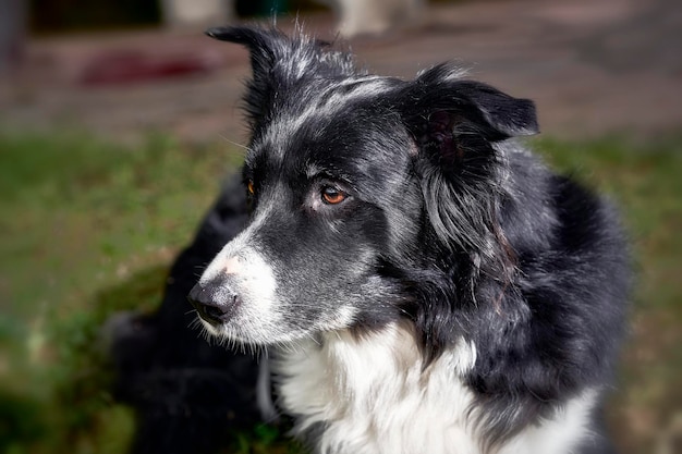 写真 遠くを見回す犬のクローズアップ