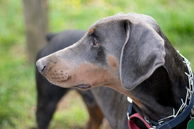 写真 遠くを見回す犬のクローズアップ