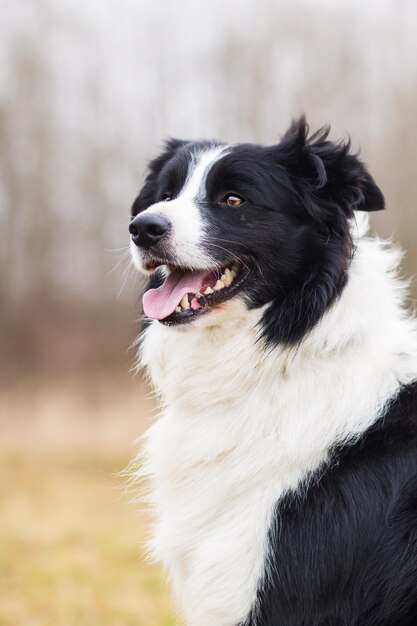 写真 犬が目をそらしているクローズアップ