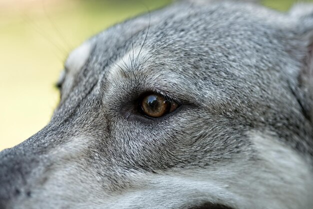 写真 遠くを見回す犬のクローズアップ