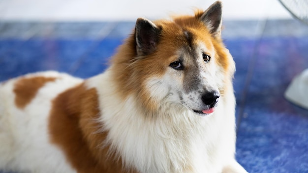 写真 遠くを見回す犬のクローズアップ