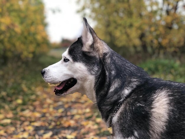 写真 犬が目をそらしているクローズアップ