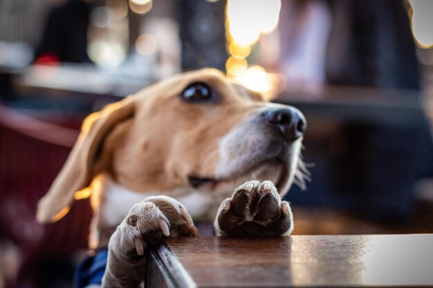 写真 遠くを見回す犬のクローズアップ