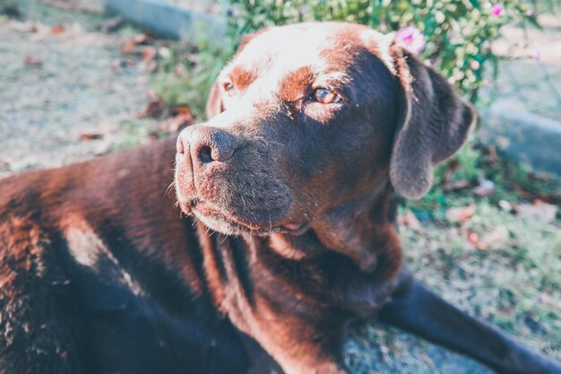 写真 犬が目をそらしているクローズアップ