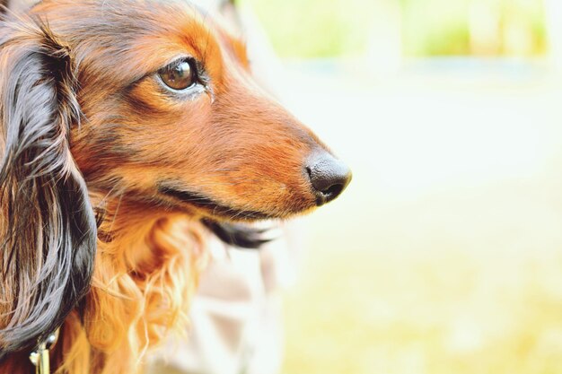 写真 遠くを見回す犬のクローズアップ