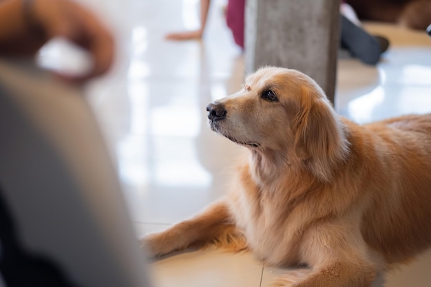 写真 遠くを見回す犬のクローズアップ