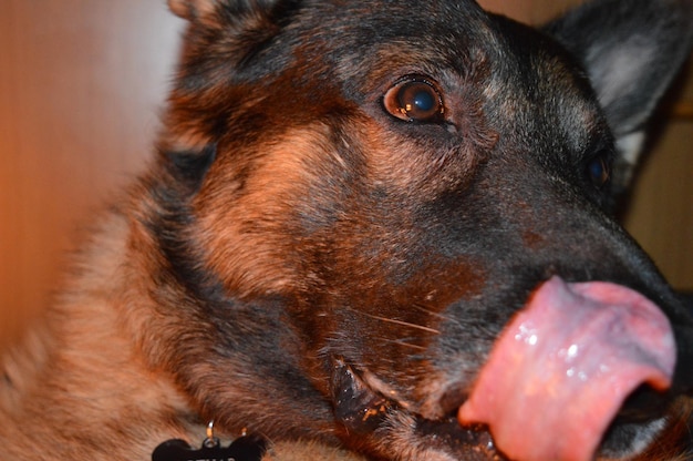 写真 遠くを見回す犬のクローズアップ