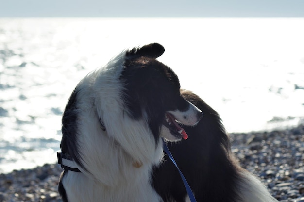 写真 遠くを見回す犬のクローズアップ