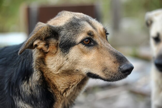 写真 遠くを見回す犬のクローズアップ