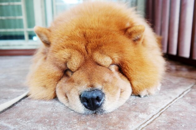 写真 横たわっている犬のクローズアップ