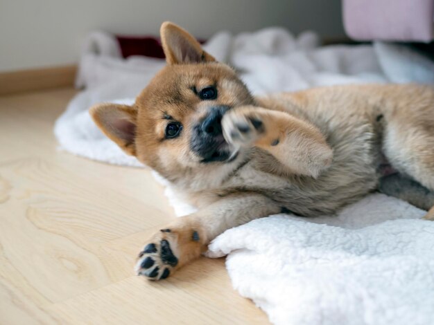 写真 家でベッドに横たわっている犬のクローズアップ