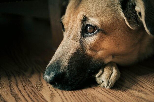 写真 家の硬木の床に横たわっている犬のクローズアップ