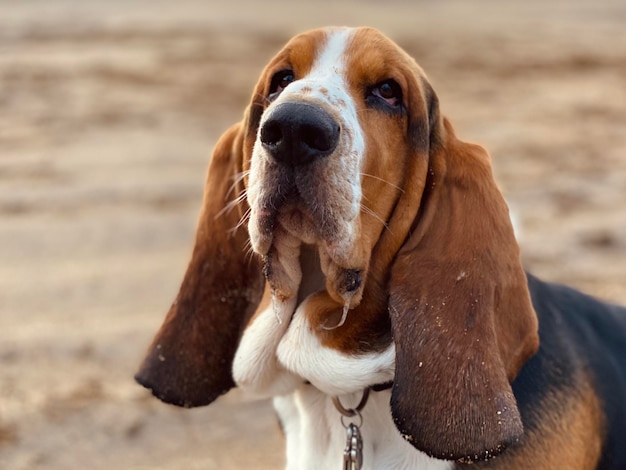 写真 ビーチでの犬のクローズアップ