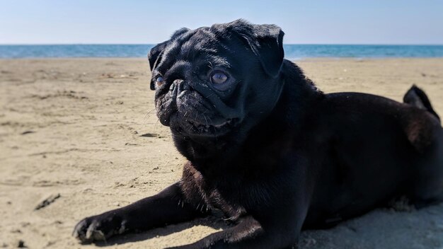 写真 ビーチでの犬のクローズアップ