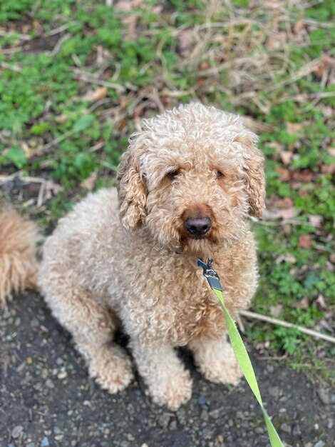 写真 フィールドでの犬のクローズアップ