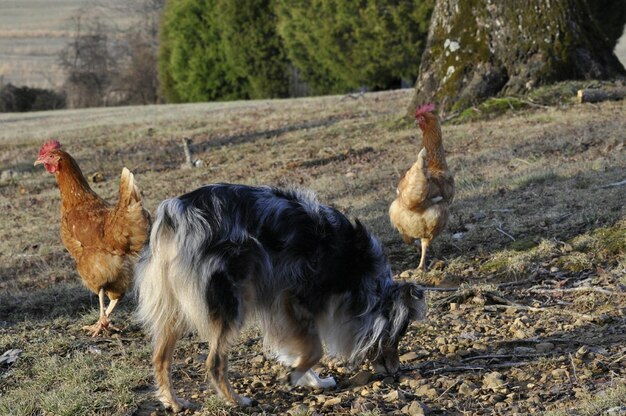 写真 フィールドでの犬のクローズアップ