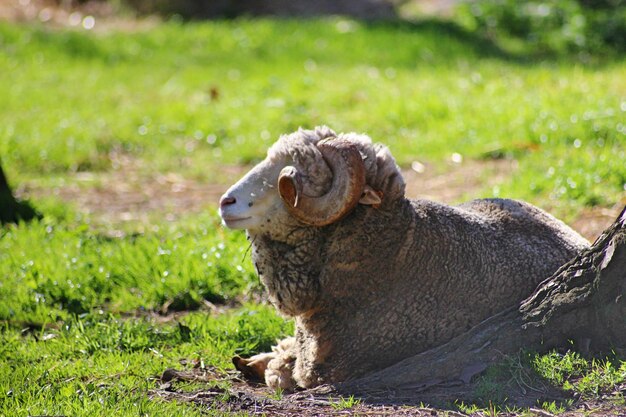 写真 野原での犬のクローズアップ