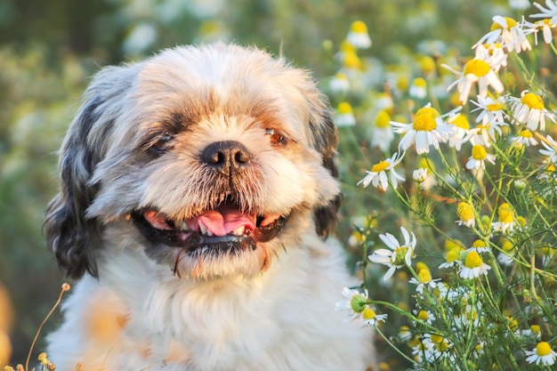 写真 フィールドでの犬のクローズアップ