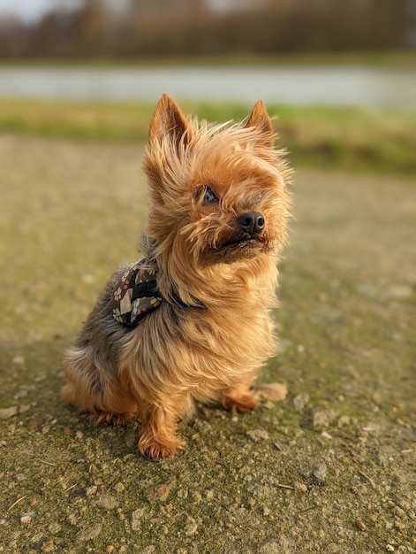 写真 フィールドでの犬のクローズアップ