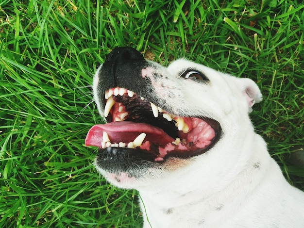 写真 フィールドでの犬のクローズアップ