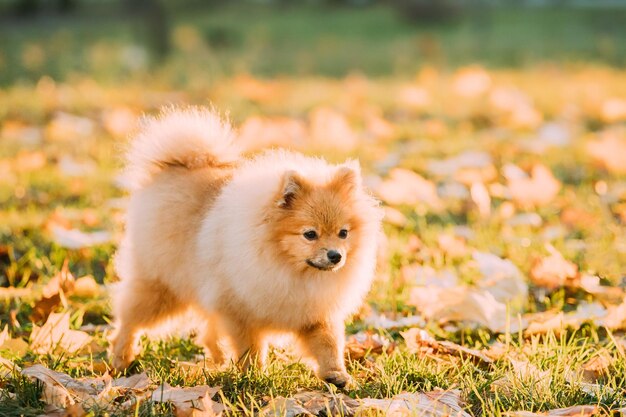 写真 野原での犬のクローズアップ