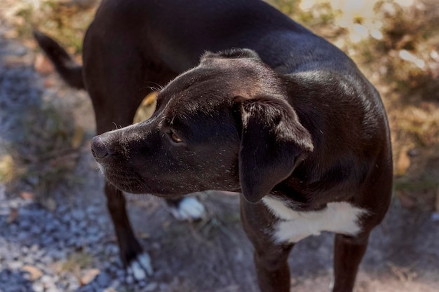 写真 フィールドでの犬のクローズアップ