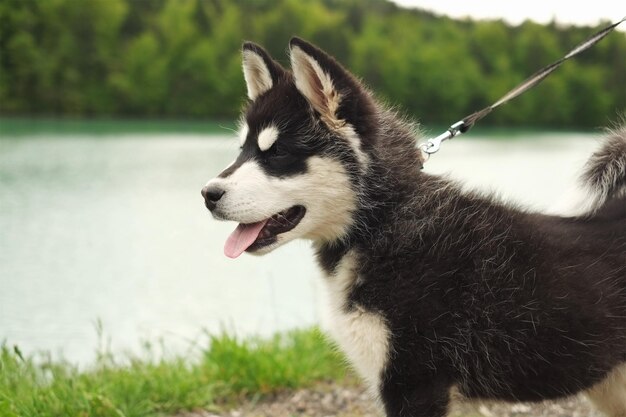 写真 草の上にある犬のクローズアップ