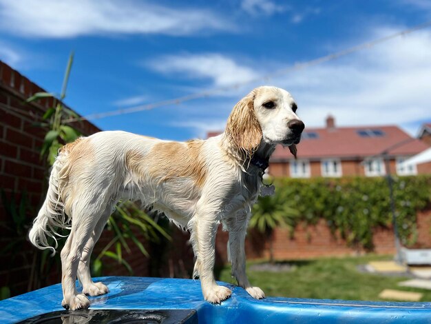 写真 ホットバンの犬のクローズアップ