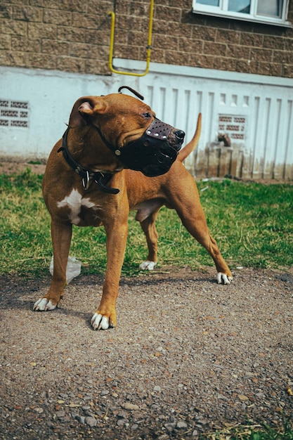 写真 道路上の犬のクローズアップ