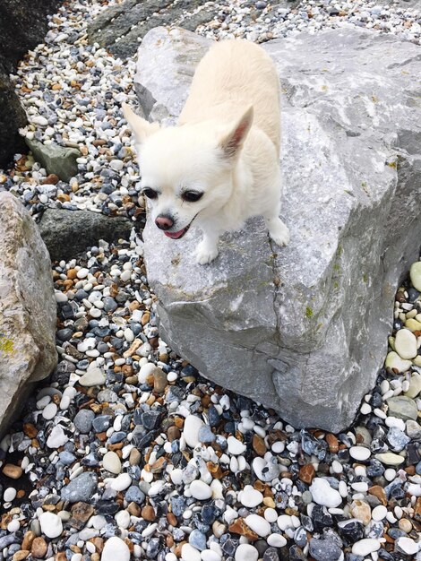 写真 岩の上にある犬のクローズアップ