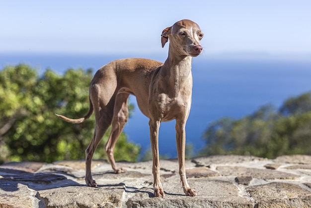 写真 岩の上にある犬のクローズアップ