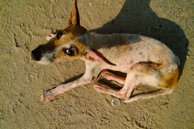 写真 砂上の犬のクローズアップ