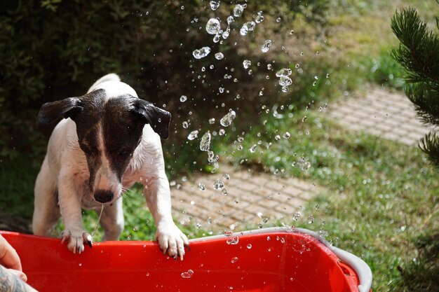 写真 木の上にいる犬のクローズアップ