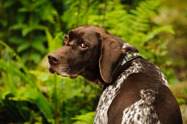 写真 木の上にいる犬のクローズアップ