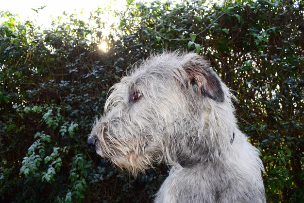 写真 外で犬をクローズアップする