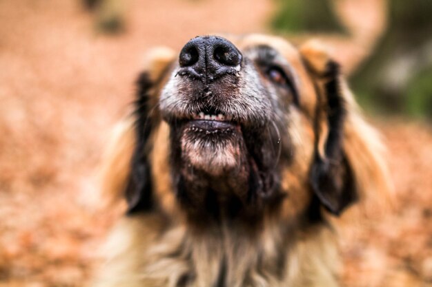 写真 外で犬をクローズアップする