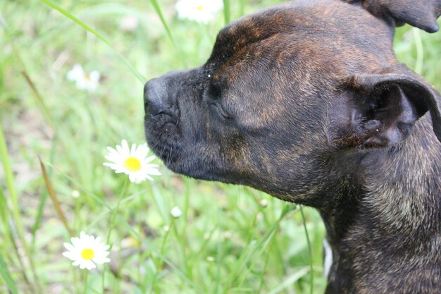 写真 外で犬をクローズアップする