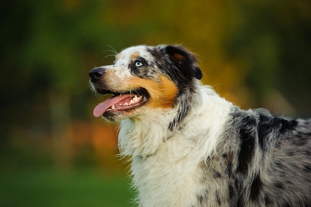 写真 外で犬をクローズアップする