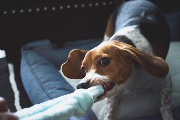 写真 犬の遊びのクローズアップ