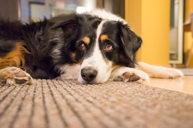 写真 家でリラックスしている犬のクローズアップ