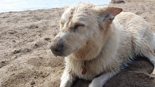 写真 ビーチでリラックスしている犬のクローズアップ