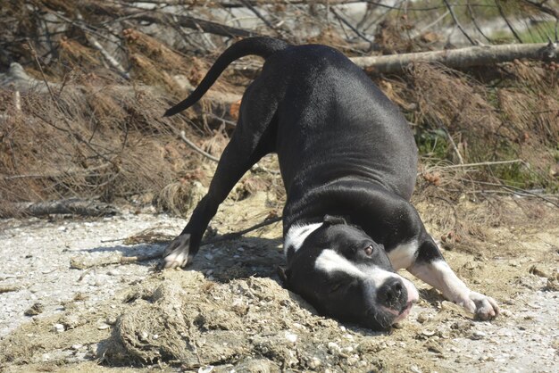 写真 砂の上でリラックスしている犬のクローズアップ