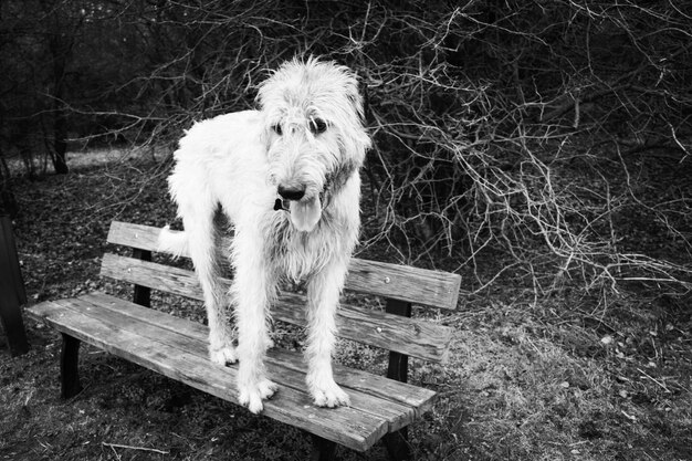 写真 木の上でリラックスしている犬のクローズアップ