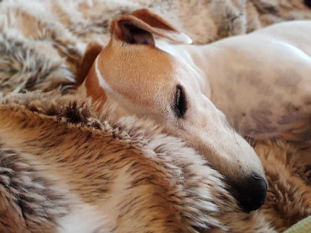 写真 犬がリラックスしているクローズアップ