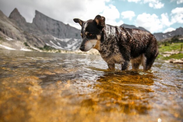 写真 湖で走っている犬のクローズアップ